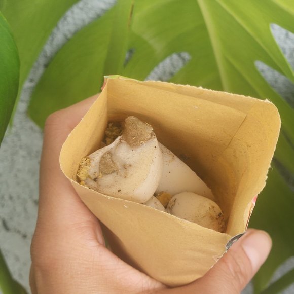 Nature Vibes and Mystic Dreams Wax Melts- Package in a Decorated Kraft Bag - Picture 6 of 7